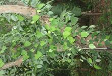 Vegetable Kitchen Garden